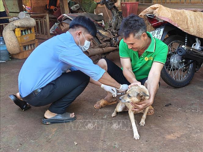 Ông Đào Thanh Bình, thuộc Chi cục Chăn nuôi, Thú y và Thủy sản thành phố Đồng Nai, tiêm phòng chó, phòng bệnh dại. Ảnh: K GỬIH - TTXVN 