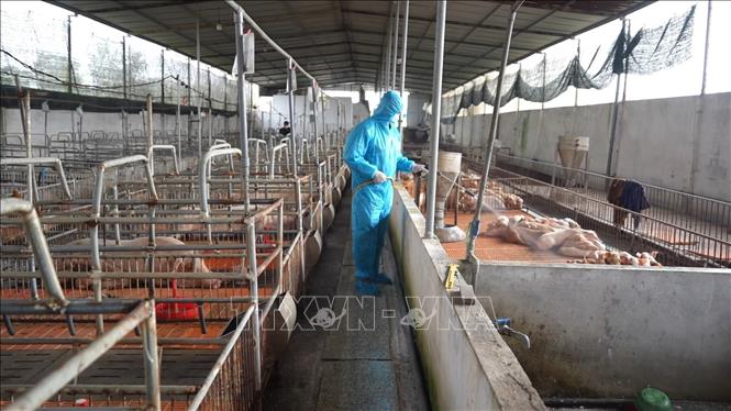 Ngành chức năng tỉnh Tây Ninh tiến hành phun hóa chất tiêu độc, khử trùng chuồng trại tại hộ chăn nuôi có lợn mắc bệnh dịch tả lợn châu Phi ở xã Bình Đức. Ảnh: Thanh Bình -TTXVN
