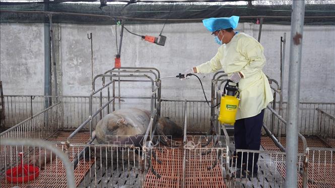 Ngành chức năng tỉnh Tây Ninh tiến hành phun hóa chất tiêu độc, khử trùng chuồng trại tại hộ chăn nuôi có lợn mắc bệnh dịch tả lợn châu Phi ở xã Bình Đức. Ảnh: Thanh Bình -TTXVN