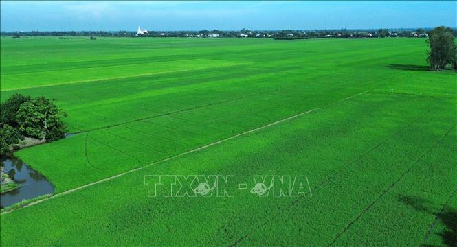 Đồng Tháp Mười là vùng sản xuất lúa hàng hóa quy mô lớn của tỉnh Tây Ninh, với diện tích gieo sạ bình quân gần 448.000 ha/năm và sản lượng hơn 2,7 triệu tấn. Ảnh: Bùi Giang - TTXVN