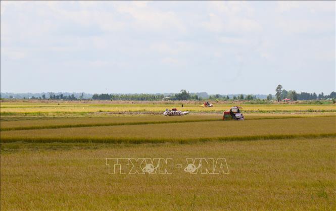 Dù có lợi thế về sản xuất lúa hàng hóa, vùng Đồng Tháp Mười vẫn gặp khó khăn trong nâng cao giá trị nông sản do chi phí vận chuyển cao và hạ tầng giao thông kết nối chưa đồng bộ. Ảnh: Bùi Giang - TTXVN
