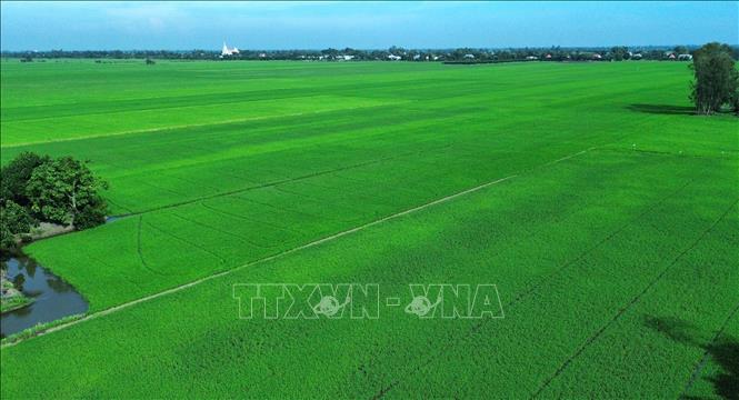 Đồng Tháp Mười là vùng sản xuất lúa hàng hóa quy mô lớn của tỉnh Tây Ninh, với diện tích gieo sạ bình quân gần 448.000 ha/năm và sản lượng hơn 2,7 triệu tấn. Ảnh: Bùi Giang - TTXVN