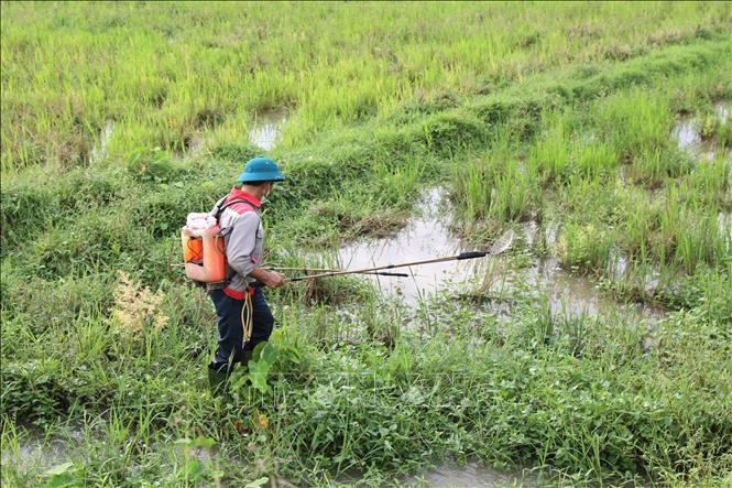 Người dân sử dụng kích điện tận diệt các loài tôm, cá, thủy sinh rất dễ bắt gặp dọc tuyến đê của sông Đào. Ảnh: Xuân Tiến - TTXVN  