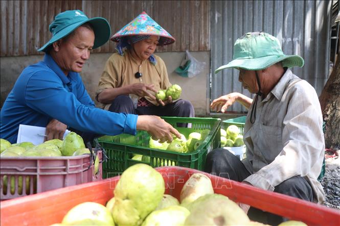 Ông Nguyễn Văn Bé (trái), Giám đốc Hợp tác xã Nông nghiệp ổi ruột hồng Thới Tân, hướng dẫn nông dân lựa ổi đạt chuẩn thu mua. Ảnh: Thu Hiền - TTXVN