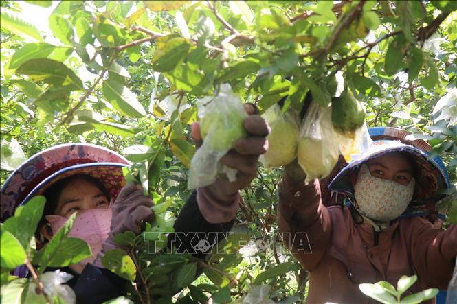 Thu hoạch ổi ruột hồng. Ảnh: Thu Hiền - TTXVN