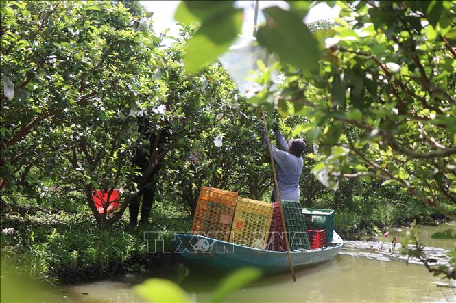 Nông dân xã Thới Lai thu hoạch ổi ruột hồng. Ảnh: Thu Hiền - TTXVN