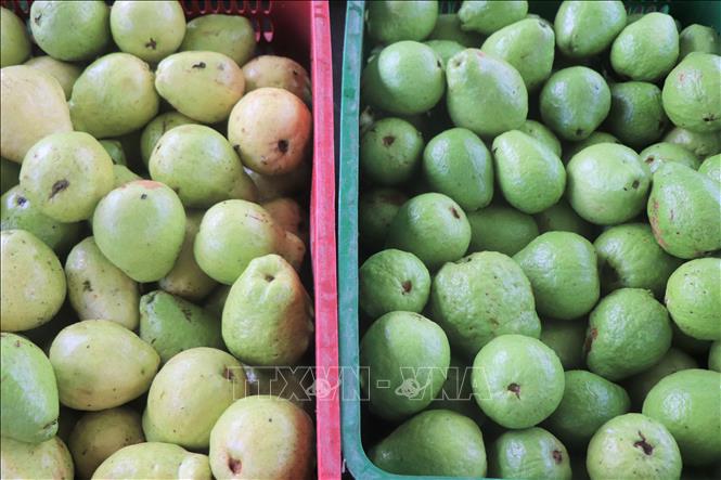 Ổi ruột hồng có mùi thơm tự nhiên đặc trưng cùng vị ngọt thanh. Ảnh: Thu Hiền - TTXVN