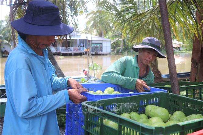 Ổi ruột hồng được Hợp tác xã Nông nghiệp ổi ruột hồng Thới Tân thu mua để cung cấp cho đối tác. Ảnh: Thu Hiền - TTXVN