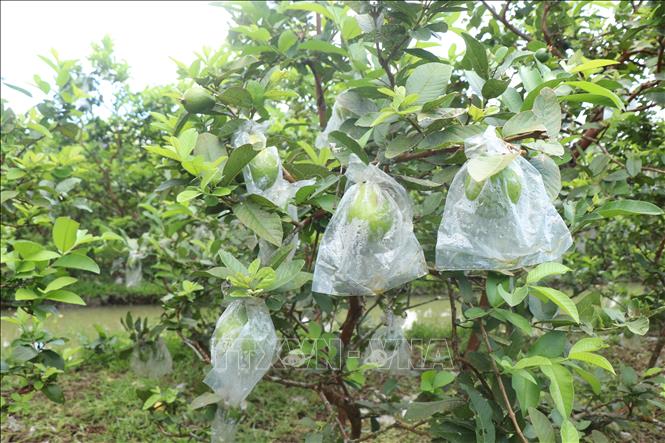 Cây ổi ruột hồng có đặc tính sinh trưởng mạnh, ra trái liên tục quanh năm với chu kỳ thu hoạch đều đặn 2–3 ngày một lần. Ảnh: Thu Hiền - TTXVN