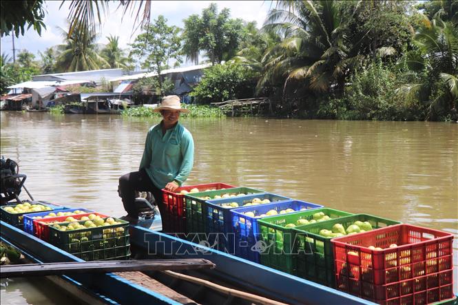 Giá ổi ruột hồng dao động từ 3.500 - 5.500 đồng/kg tùy theo thời điểm và chất lượng, trong đó mức giá phổ biến hiện nay khoảng 4.000 – 4.500 đồng/kg. Ảnh: Thu Hiền - TTXVN