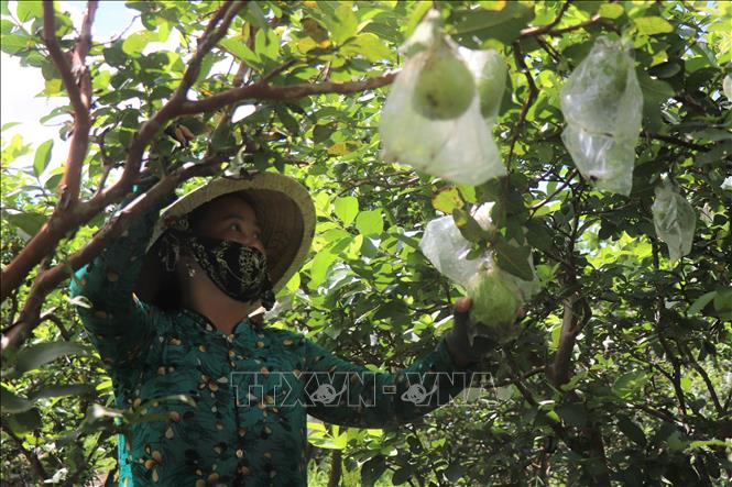 Chị Lài, Hợp tác xã Nông nghiệp ổi ruột hồng Thới Tân, đã gắn bó với mô hình trồng ổi ruột hồng được khoảng 6 năm sau khi quyết định chuyển đổi từ 6 công đất lúa sang làm vườn. Ảnh: Thu Hiền - TTXVN