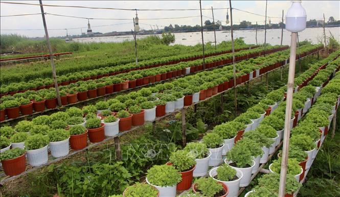 Làng hoa An Thạnh, xã Hội An, tỉnh An Giang, bước vào vụ sản xuất hoa Tết 2027, mang theo kỳ vọng về một mùa hoa thuận lợi, được giá. Ảnh: Thanh Sang- TTXVN