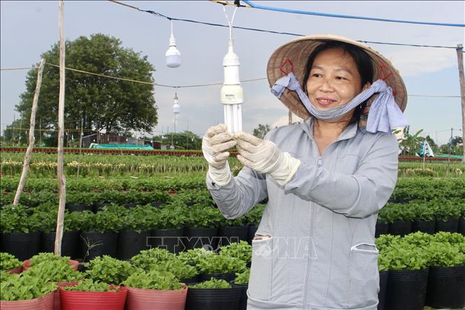 Chị Đỗ Thị Ngọc Huỳnh, xã Hội An, tỉnh An Giang, kiểm tra hệ thống đèn chiếu sáng, điều chỉnh thời gian chiếu sáng để hoa phát triển đúng chu kỳ. Ảnh: Thanh Sang – TTXVN
