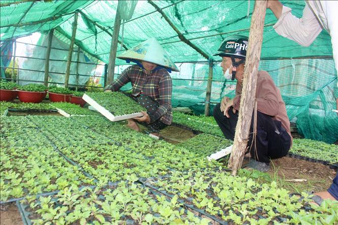 Cúc mâm xôi Hàn Quốc được người trồng hoa đưa vào sản xuất, đa dạng sản phẩm phục vụ nhu cầu thị trường Tết 2027. Ảnh: Thanh Sang – TTXVN