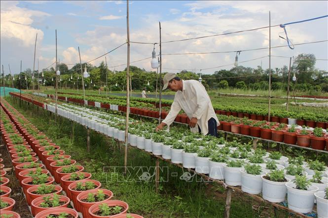 Người dân làng hoa An Thạnh tất bật chăm sóc các chậu hoa chuẩn bị phục vụ thị trường Tết. Ảnh: Thanh Sang – TTXVN