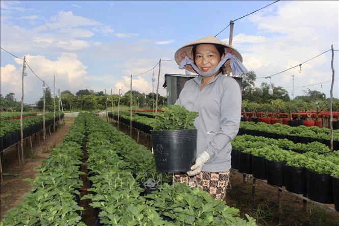 Chị Đỗ Thị Ngọc Huỳnh, xã Hội An, tỉnh An Giang chăm sóc vườn cúc mâm xôi phục vụ thị trường Tết Nguyên đán 2027. Ảnh: Thanh Sang – TTXVN
