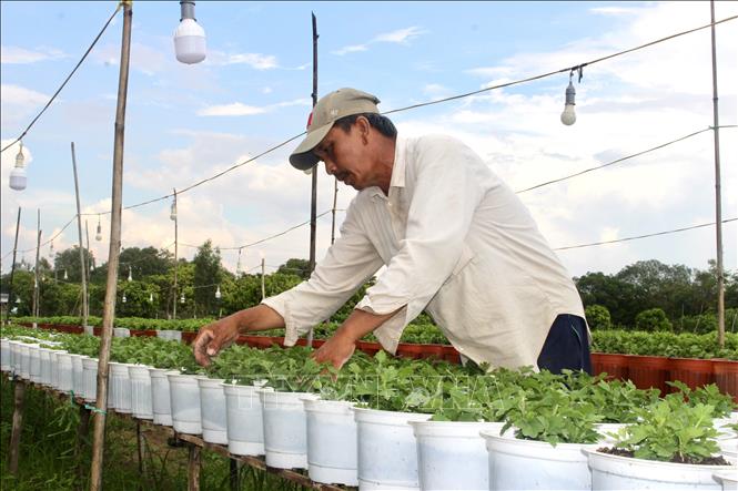 Người trồng hoa tại làng hoa An Thạnh, xã Hội An, tỉnh An Giang, chăm sóc hoa phục vụ thị trường Tết Nguyên đán 2027. Ảnh: Thanh Sang – TTXVN
