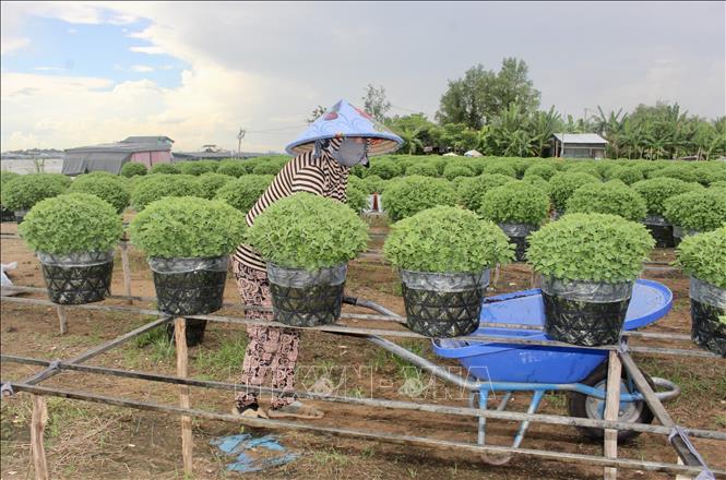 Cúc mâm xôi truyền thống được nhiều nhà vườn ở làng hoa An Thạnh lựa chọn trồng phục vụ thị trường Tết. Ảnh: Thanh Sang – TTXVN