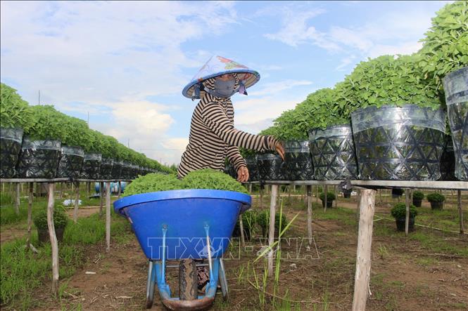 Người trồng hoa tại làng hoa An Thạnh, xã Hội An, tỉnh An Giang, chăm sóc hoa phục vụ thị trường Tết Nguyên đán 2027. Ảnh: Thanh Sang – TTXVN
