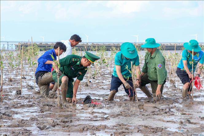 Cán bộ, người dân tham gia trồng rừng ngập mặn ở xã Lai Hòa, thành phố Cần Thơ. Ảnh: Thanh Liêm - TTXVN