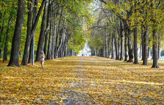 Lối đi bộ giữa hai hàng cây cổ thụ trên Đồi Chim Sẻ ở thủ đô Moskva vào mùa thu. Ánh nắng xuyên qua tán lá đang chuyển màu, chiếu xuống con đường phủ đầy lá vàng tạo nên vẻ đẹp lãng mạn cho cho mùa thu nước Nga. Ảnh: Thanh Liêm - TTXVN